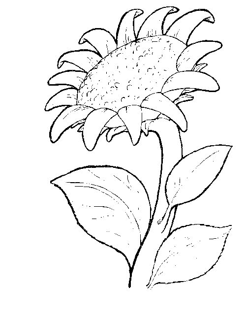 Plansa de colorat cu Flori 3 23